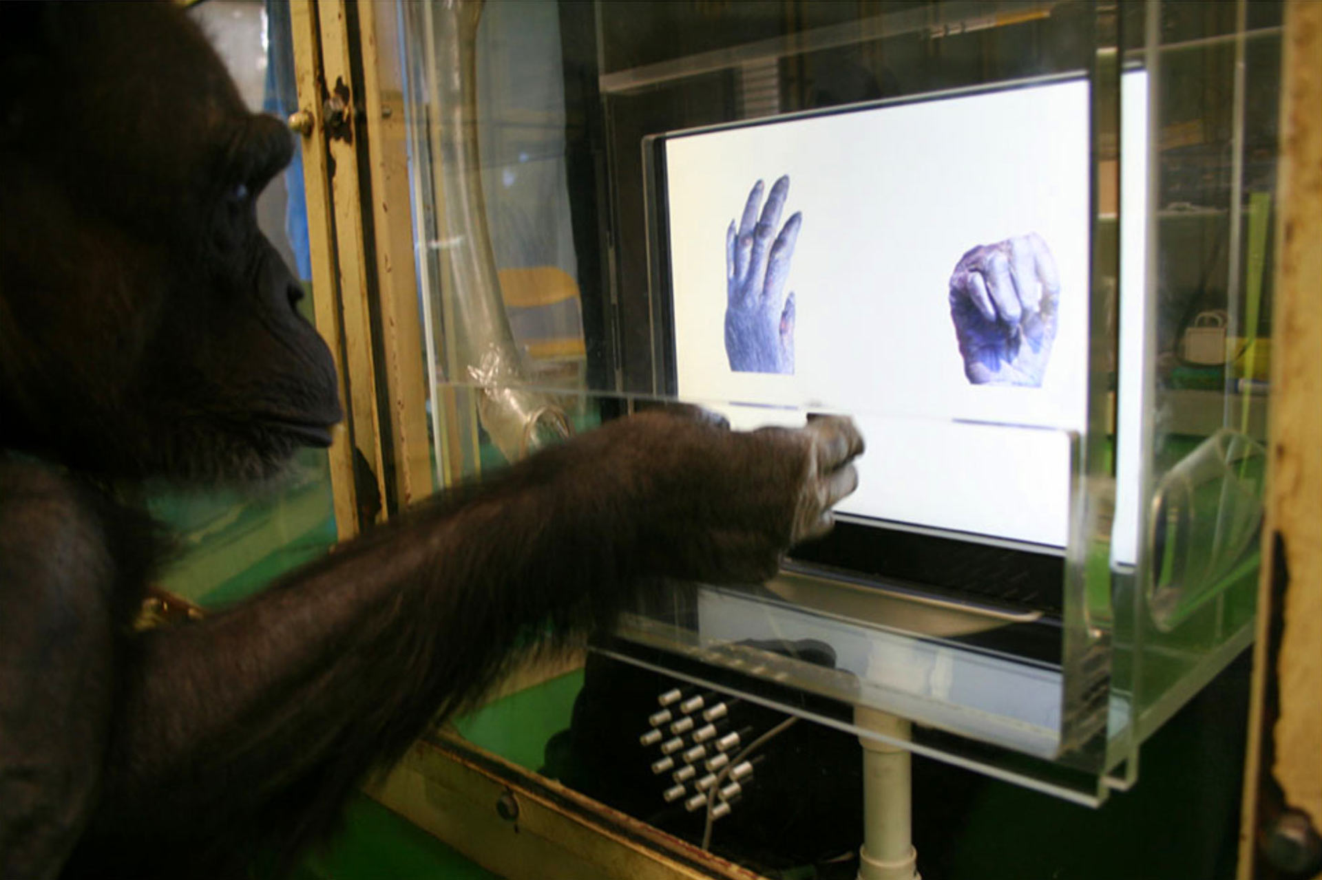 Illustration for fact 10 about chimpanzees playing the game